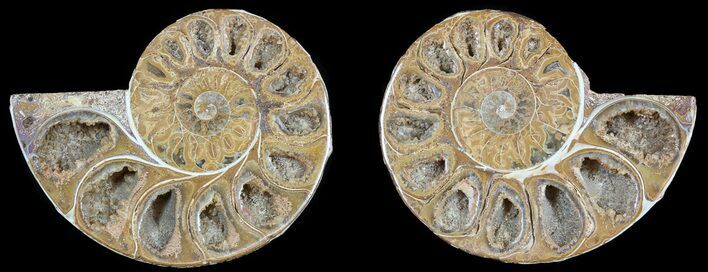 Cut & Polished, Agatized Ammonite Fossil - Jurassic #53833